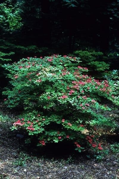 Rhododendron 2