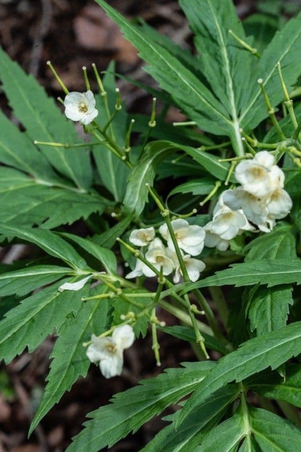 Cardamine