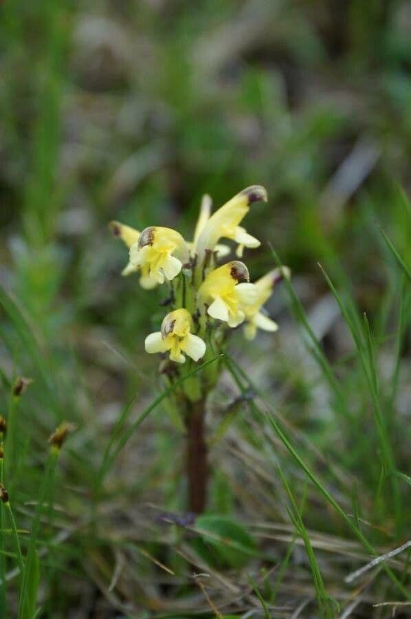Pedicularis di Oeder 3