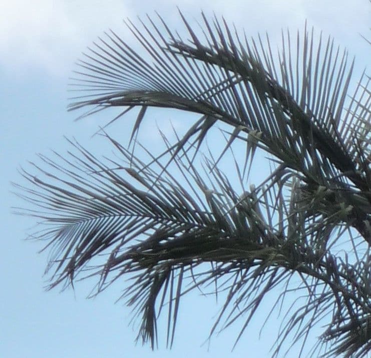 Ceroxylon 7
