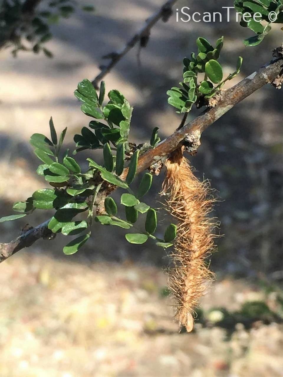 Ormocarpum 8