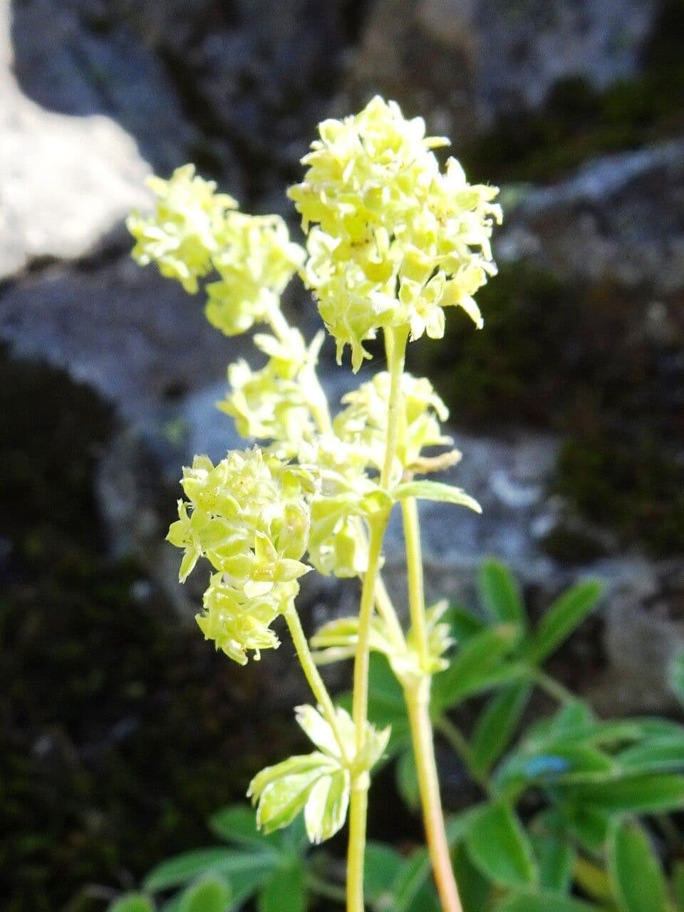 Erba stella 6