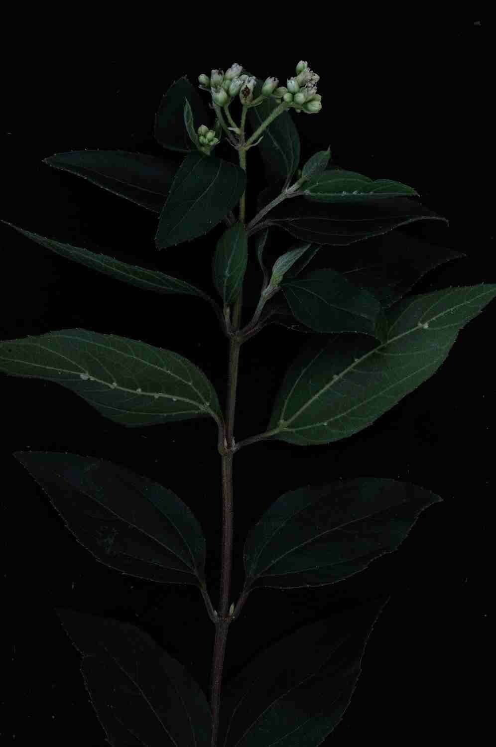 Clibadium