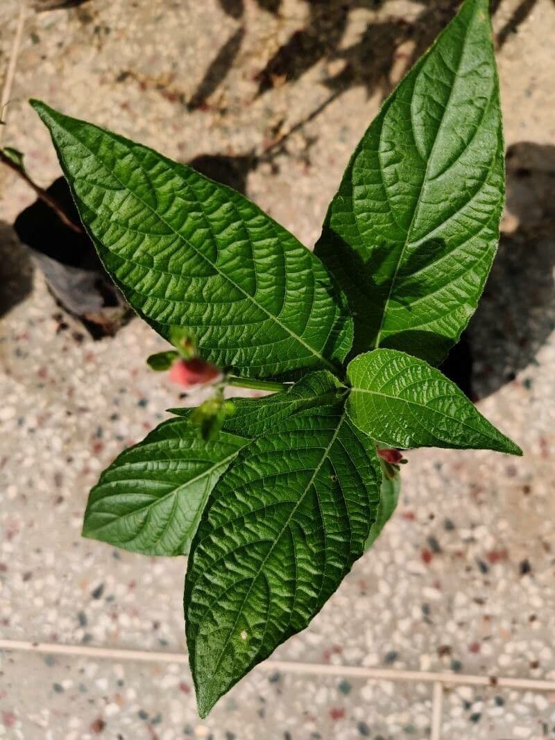 Ruellia elegante 6