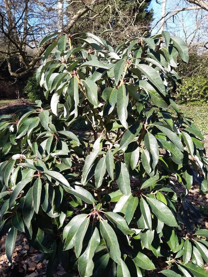 Daphniphyllum 9