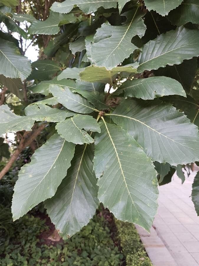 Quercia 10