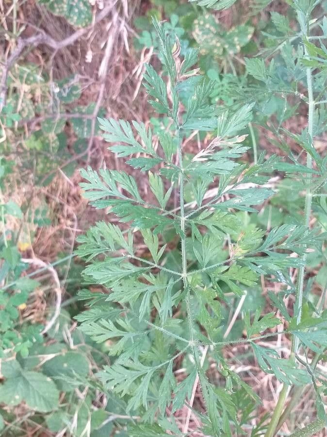 Carota 19