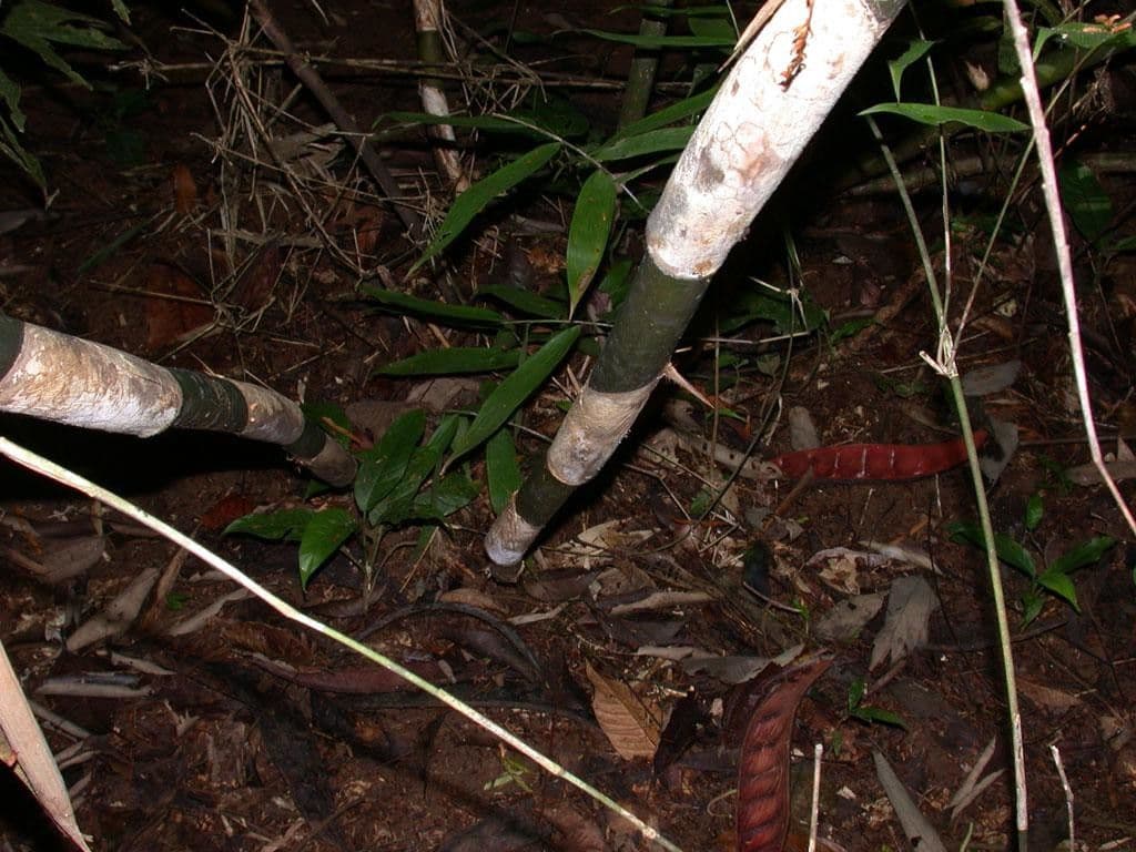 Elytrostachys 17