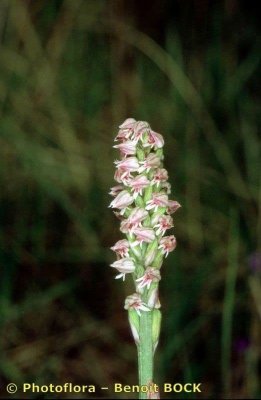 Orchidea maculata 21