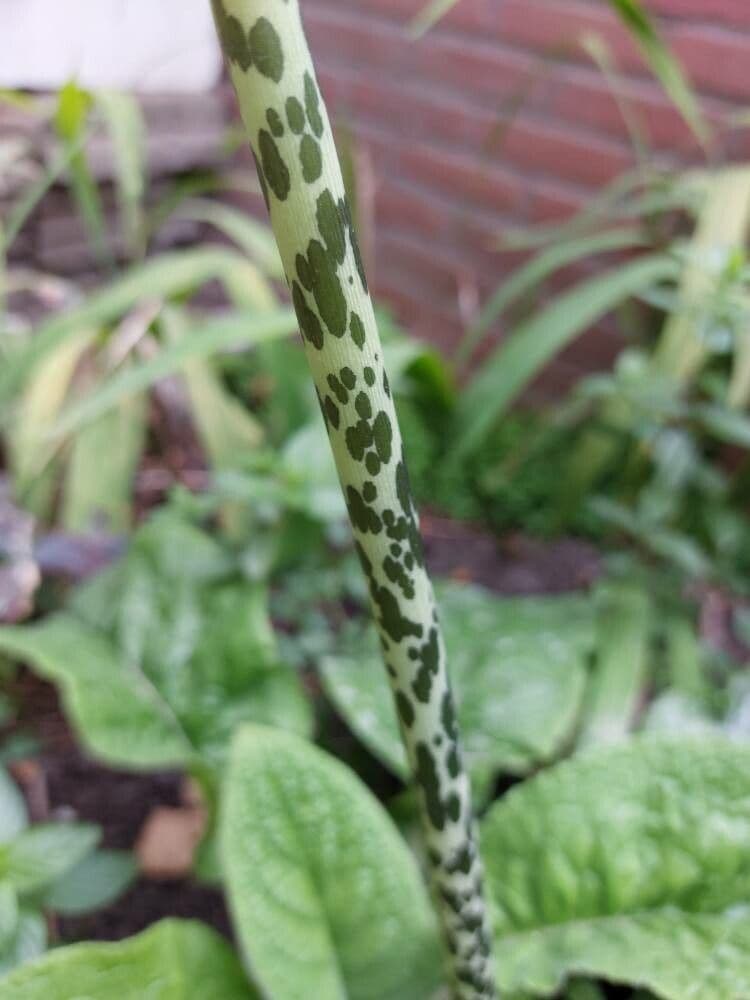 Sauromatum 21