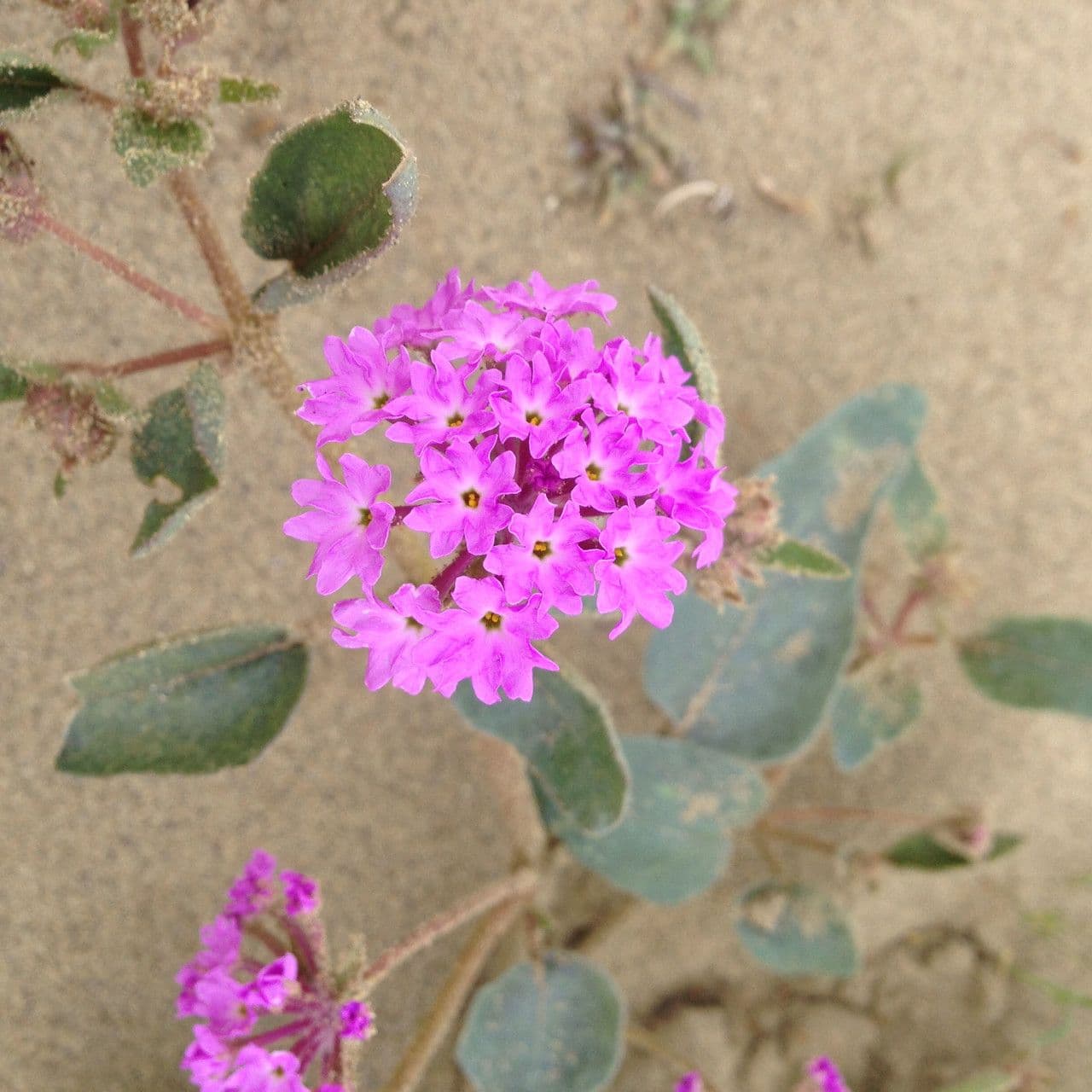 Mojave-Sand-Verbene 3
