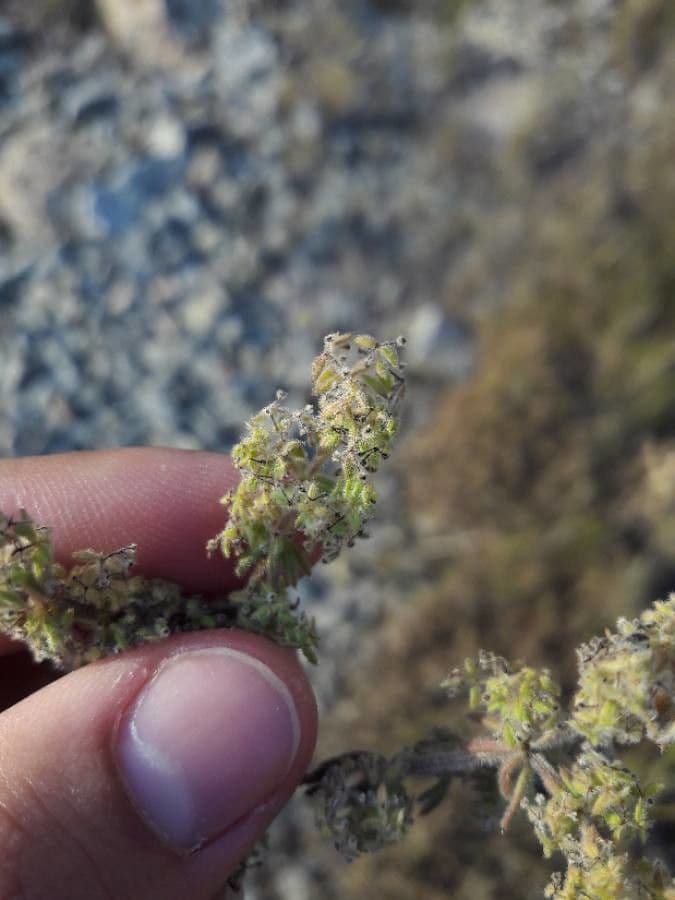 Galium