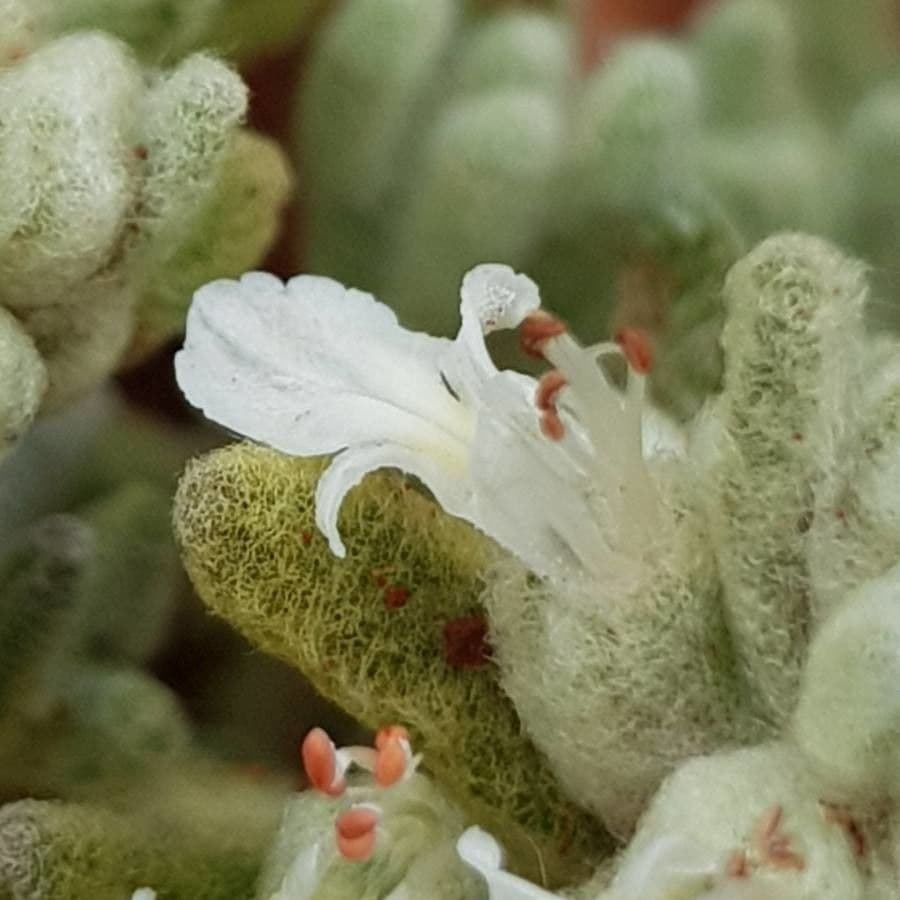 Teucrium 2