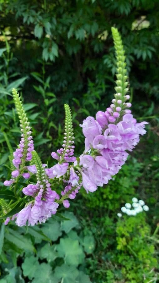 Physostegia virginiana 7