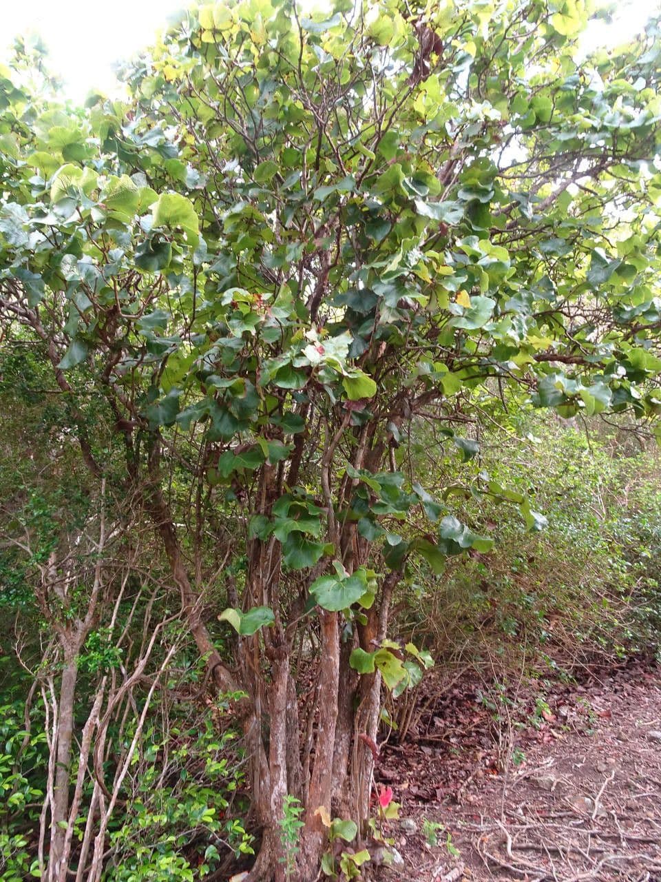 Coccoloba 6