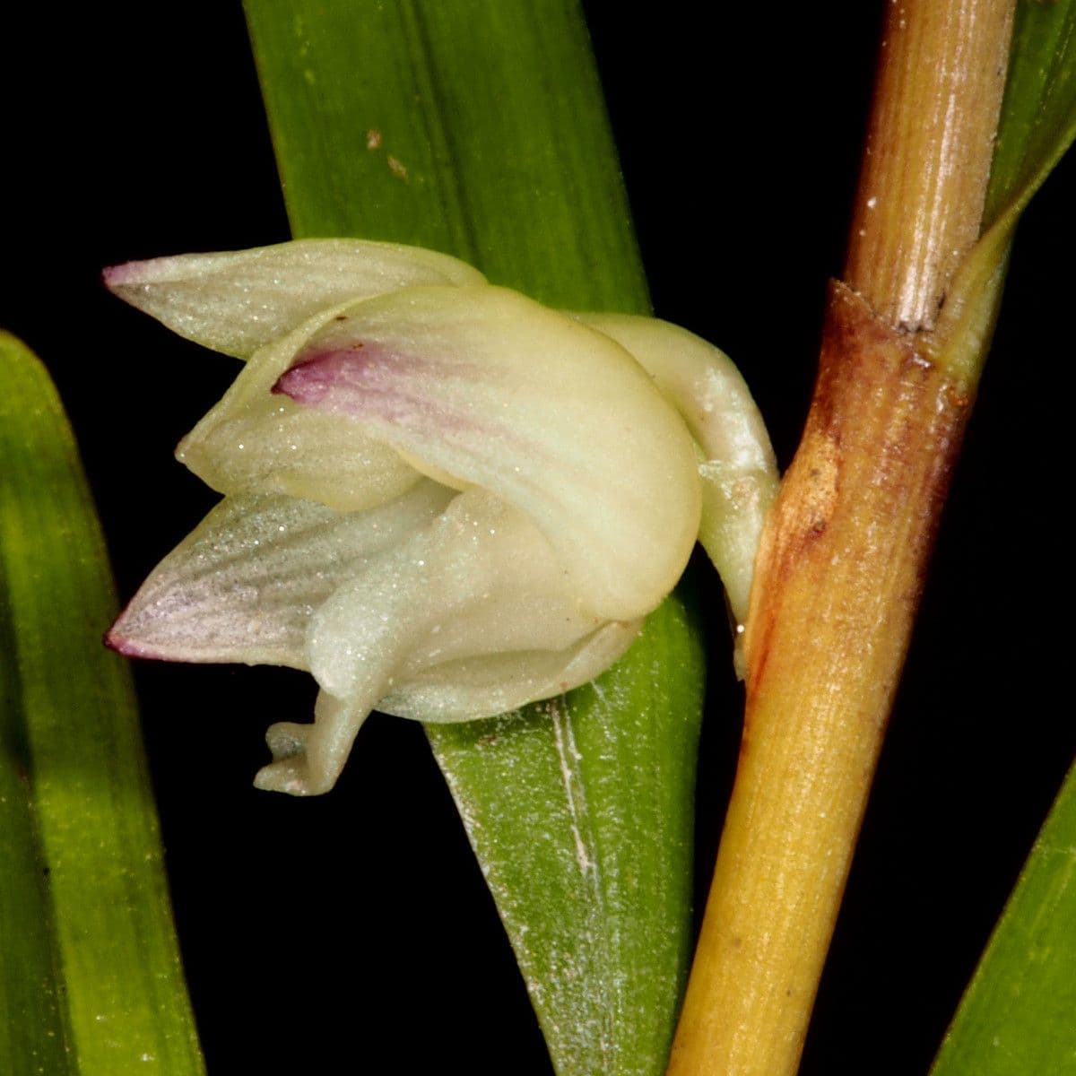 Dendrobio unicarinato 3