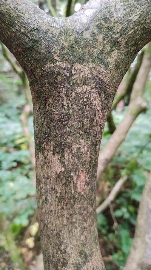 Rododendro 18
