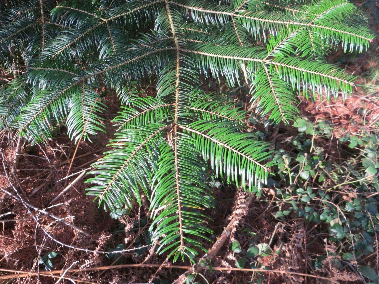 Sapin géant 23
