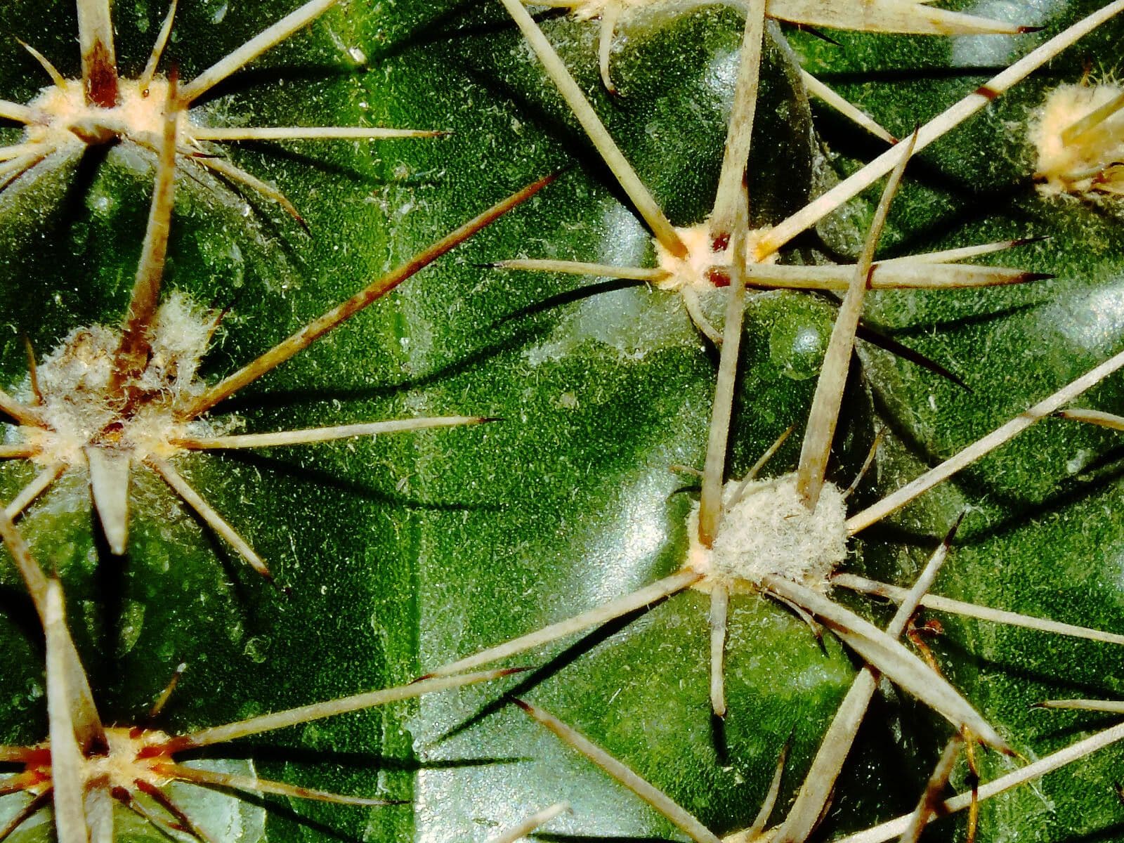Thelocactus setispinus 12