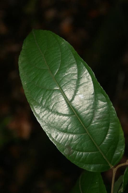 Ampelocera edentula