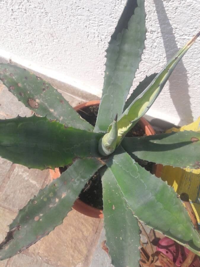 Agave pulquera 7