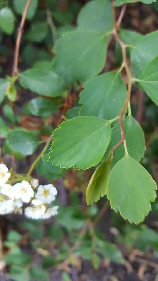 Spiraea ulmifolia 18
