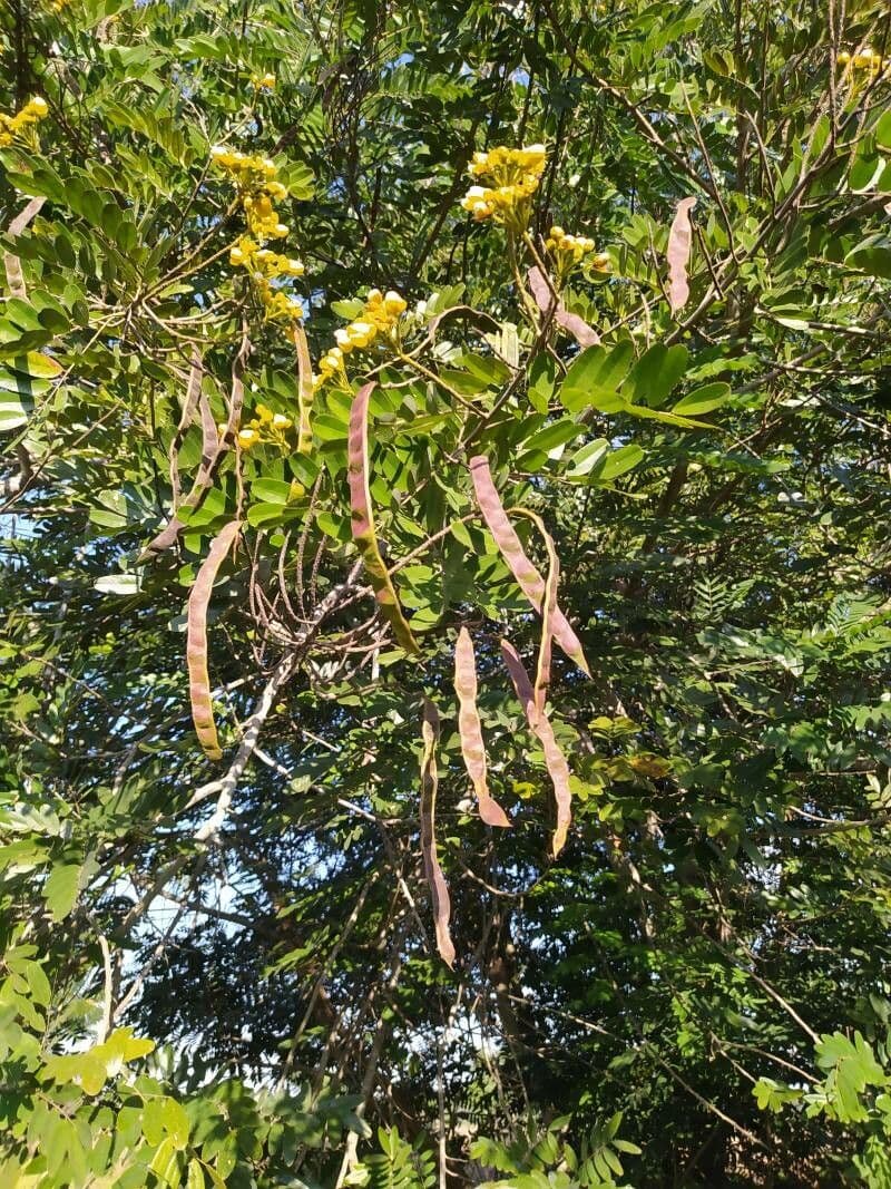 Kassod-Baum