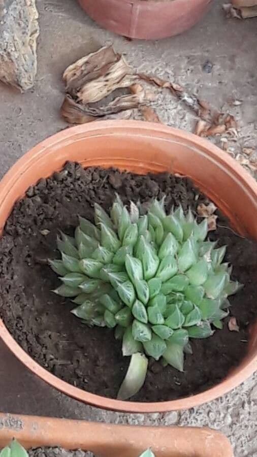 Haworthia 16