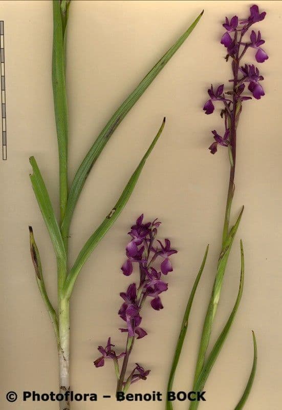 Orchide di palude 22