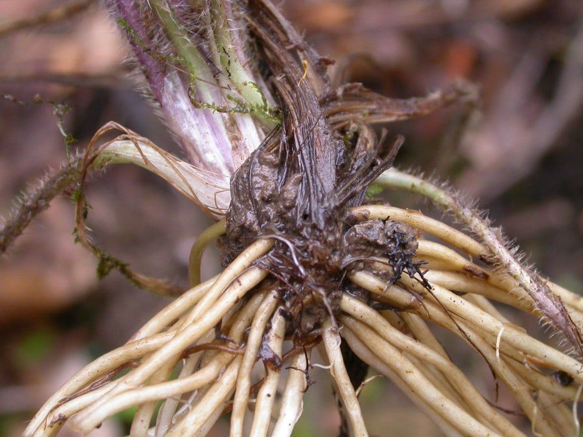 Ranunculus hispidus 18