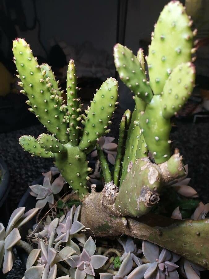 Opuncja Monacantha 11