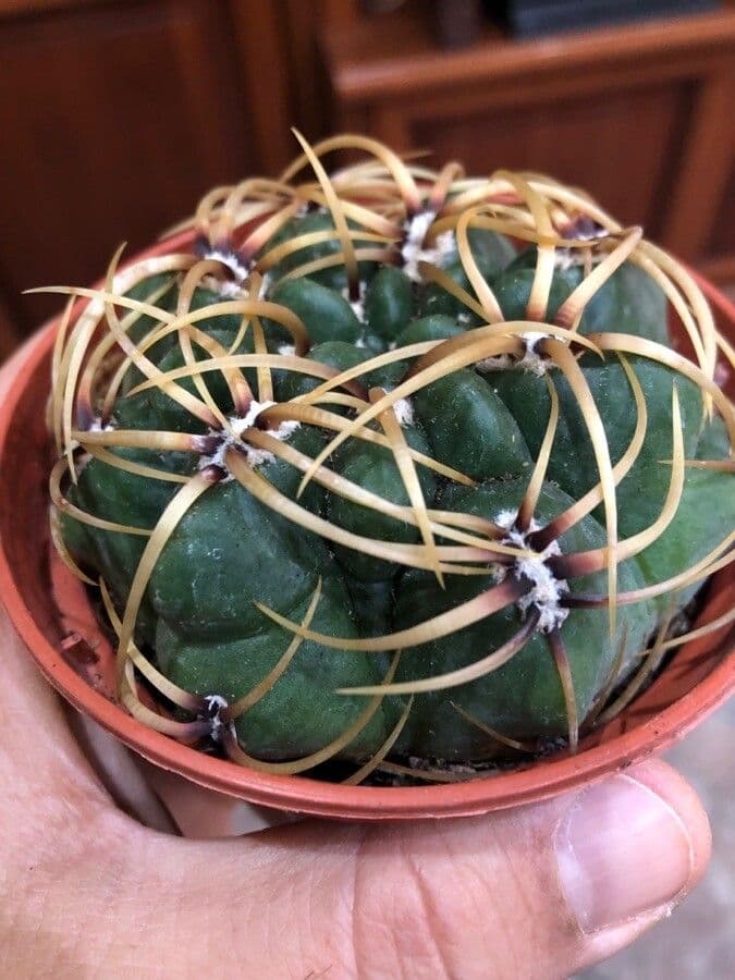Cactus del mento 12