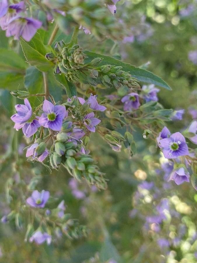 Veronica acquatica 9