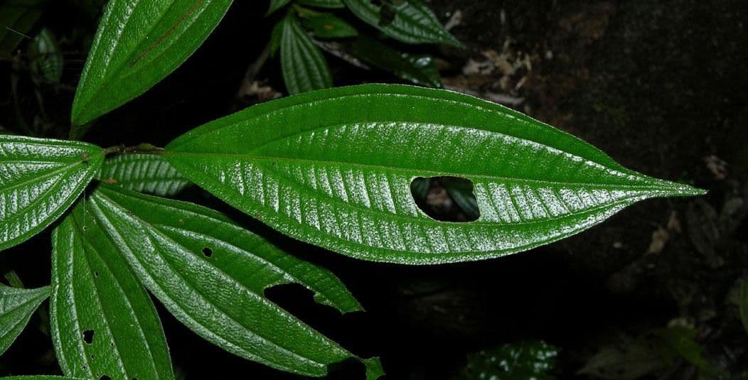 Henriettea tuberculosa 5