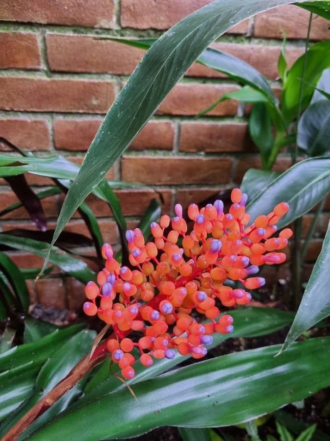 Melinons Aechmea 3
