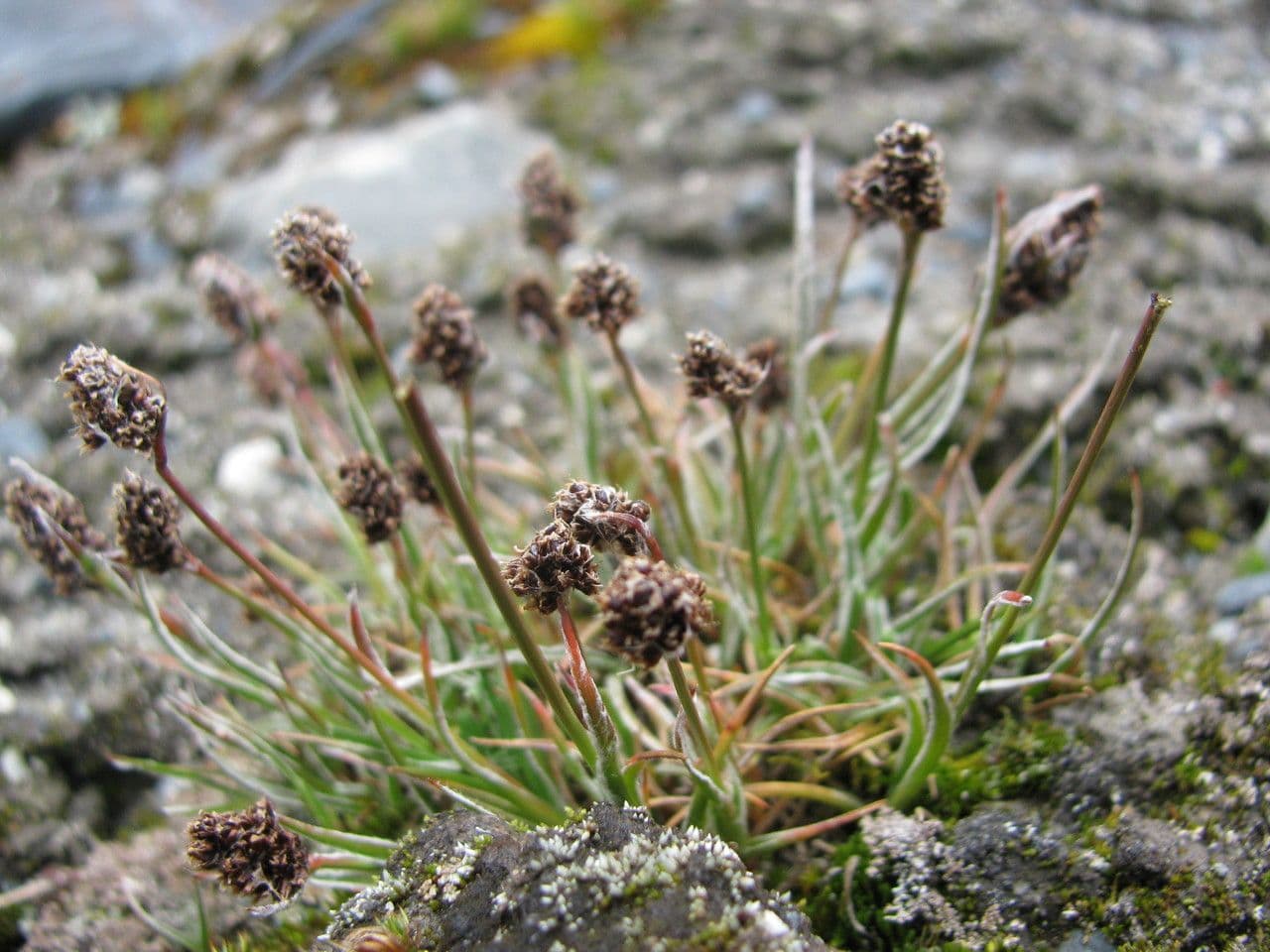 Luzula racemosa 9