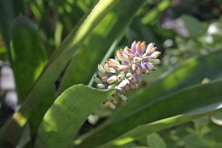 Aechmea 9