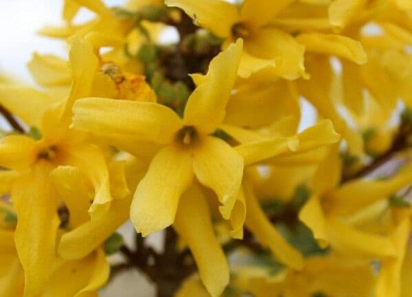 Forsythia pendula 3