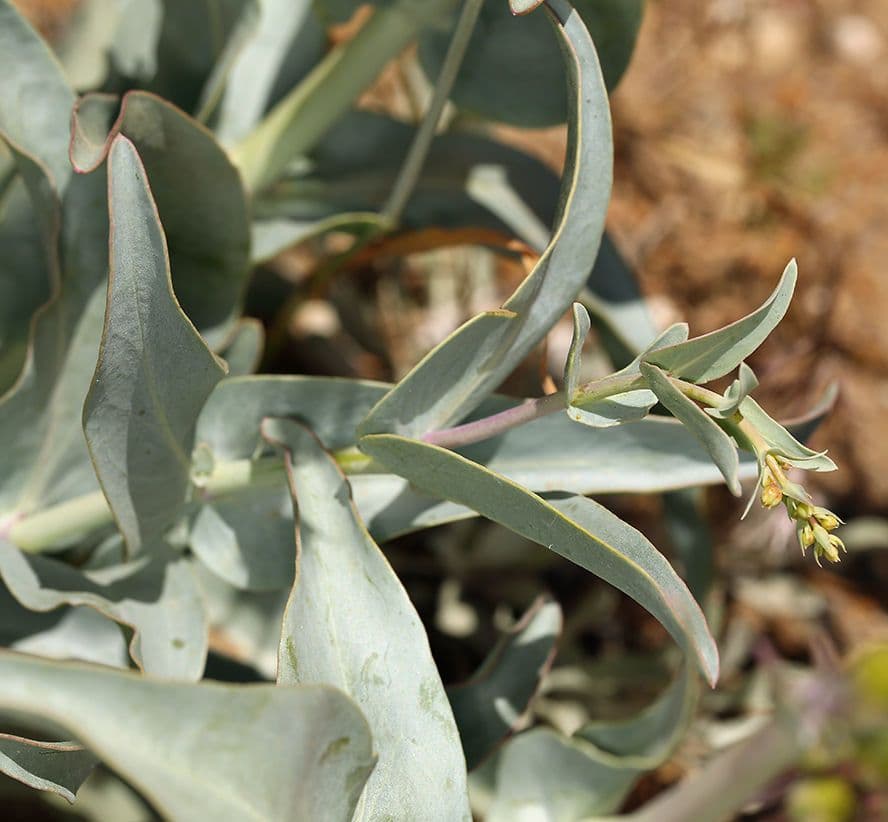 Penstemon centranthifolius 11