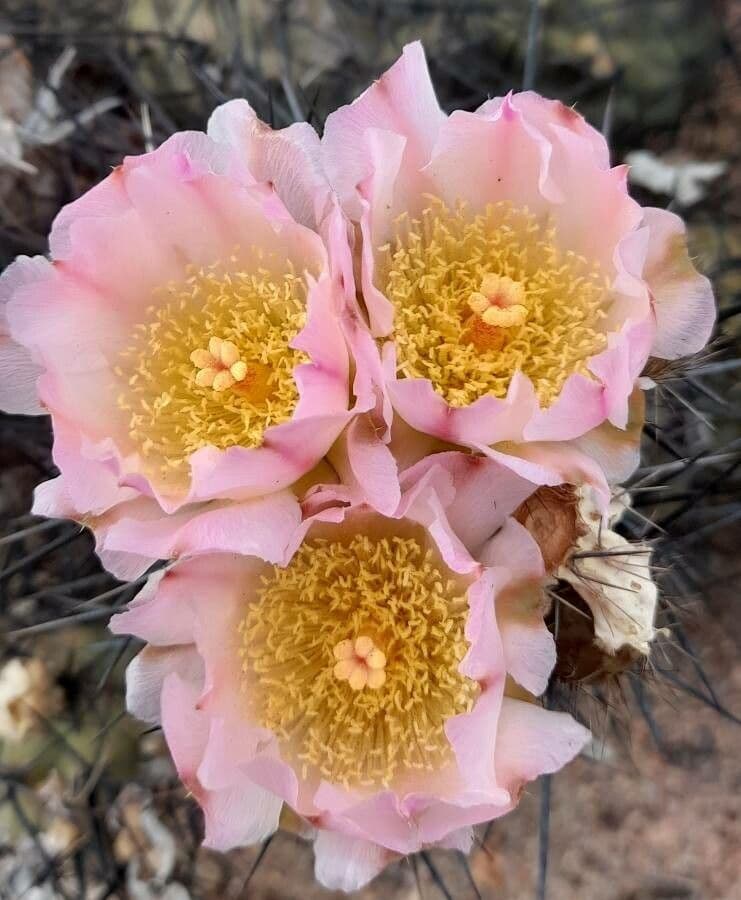 Tephrocactus 2