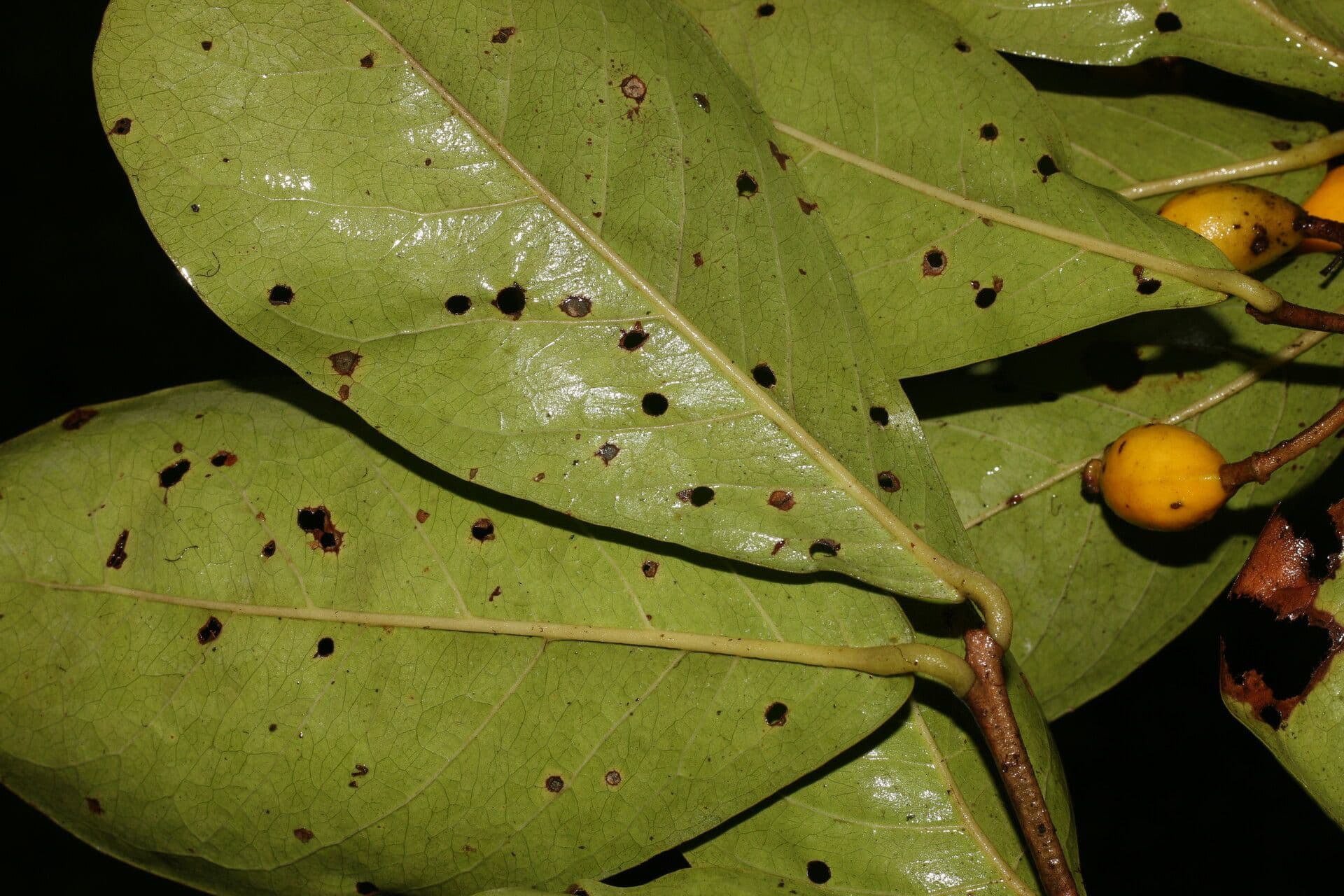 Eugenia 10