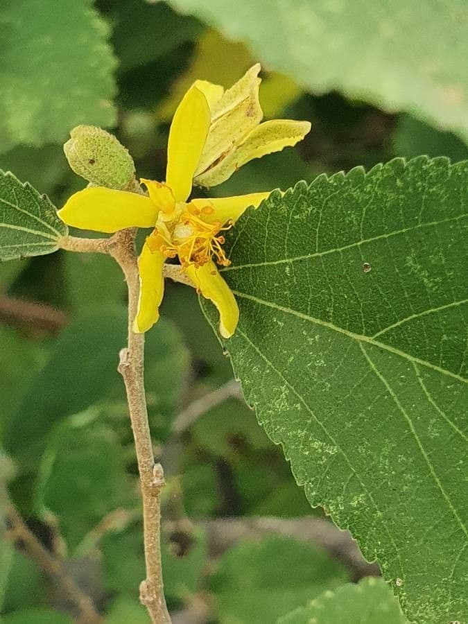 Grewia 8