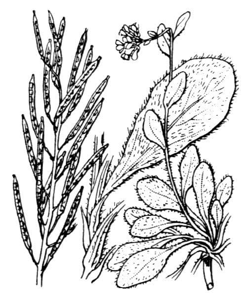 Arabis ciliata 29