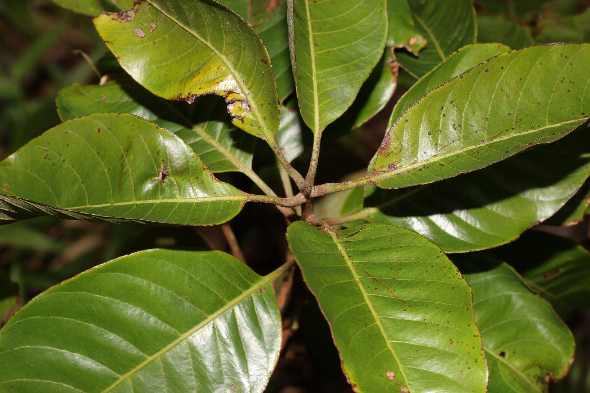 Pouteria 5