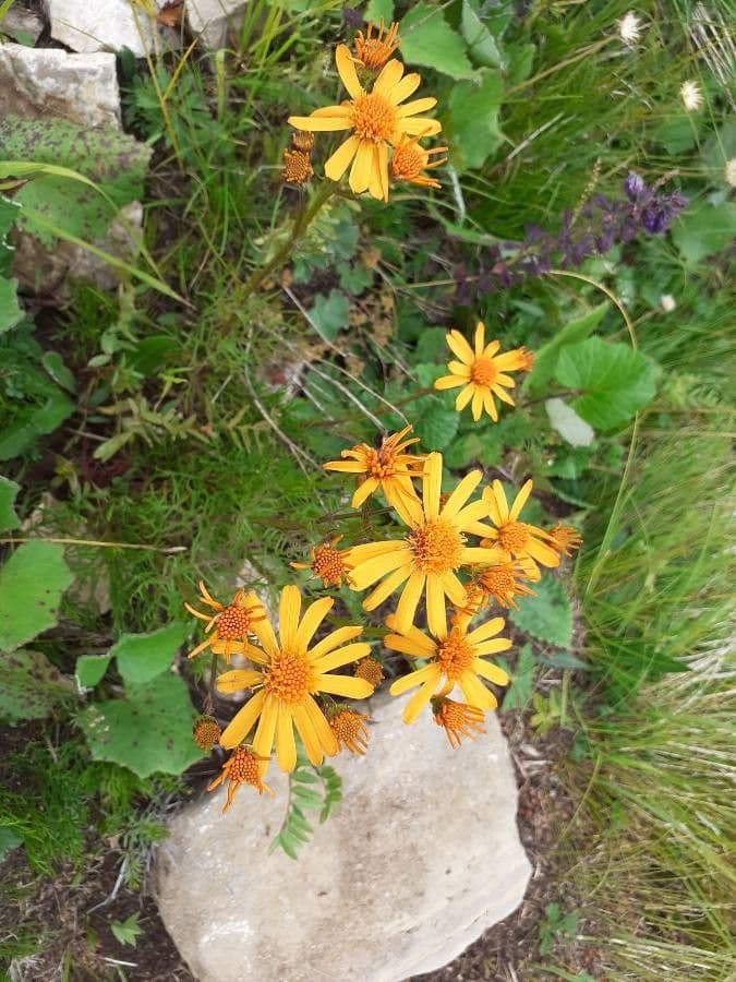 Jacobaea 2