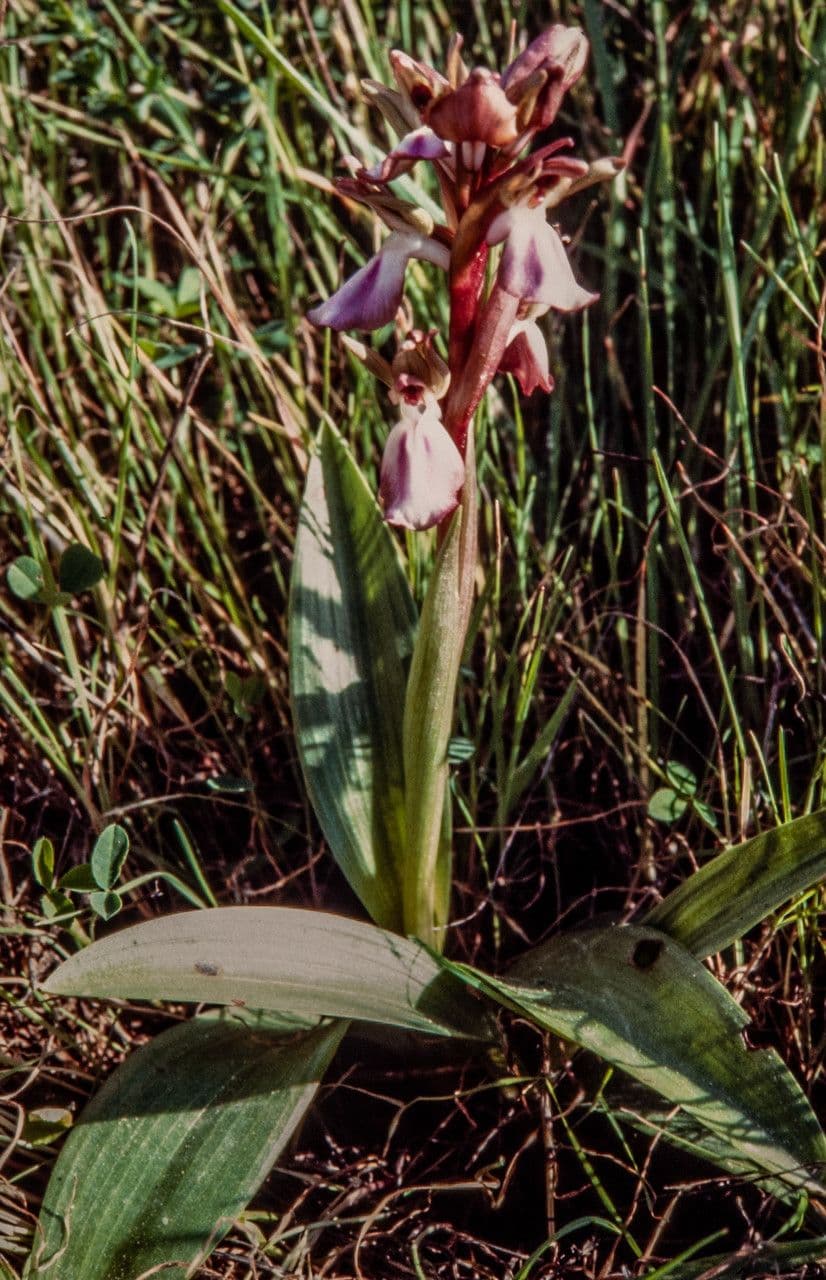 Orchide di collina 6
