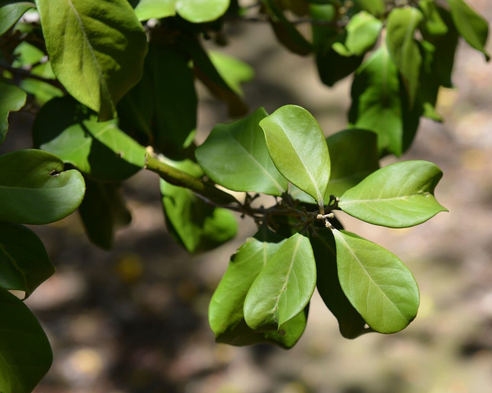 Eugenia 13