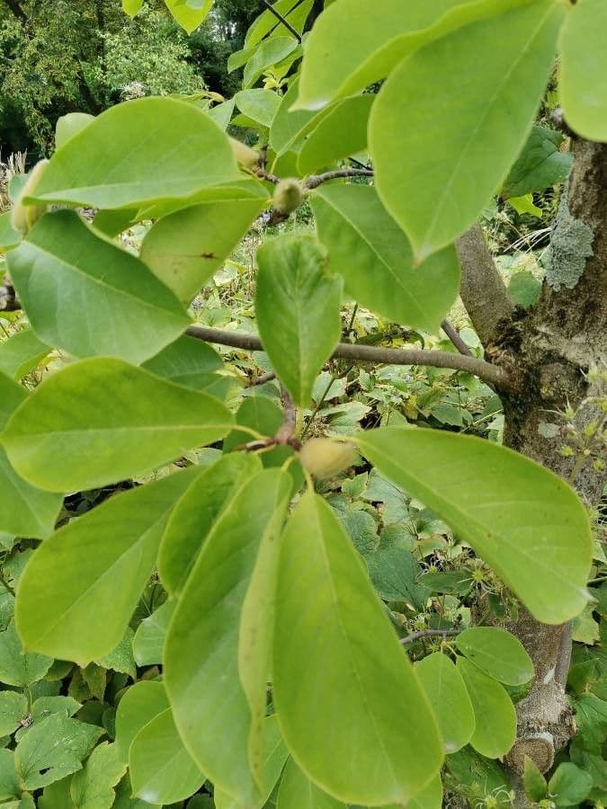 Magnolia 8