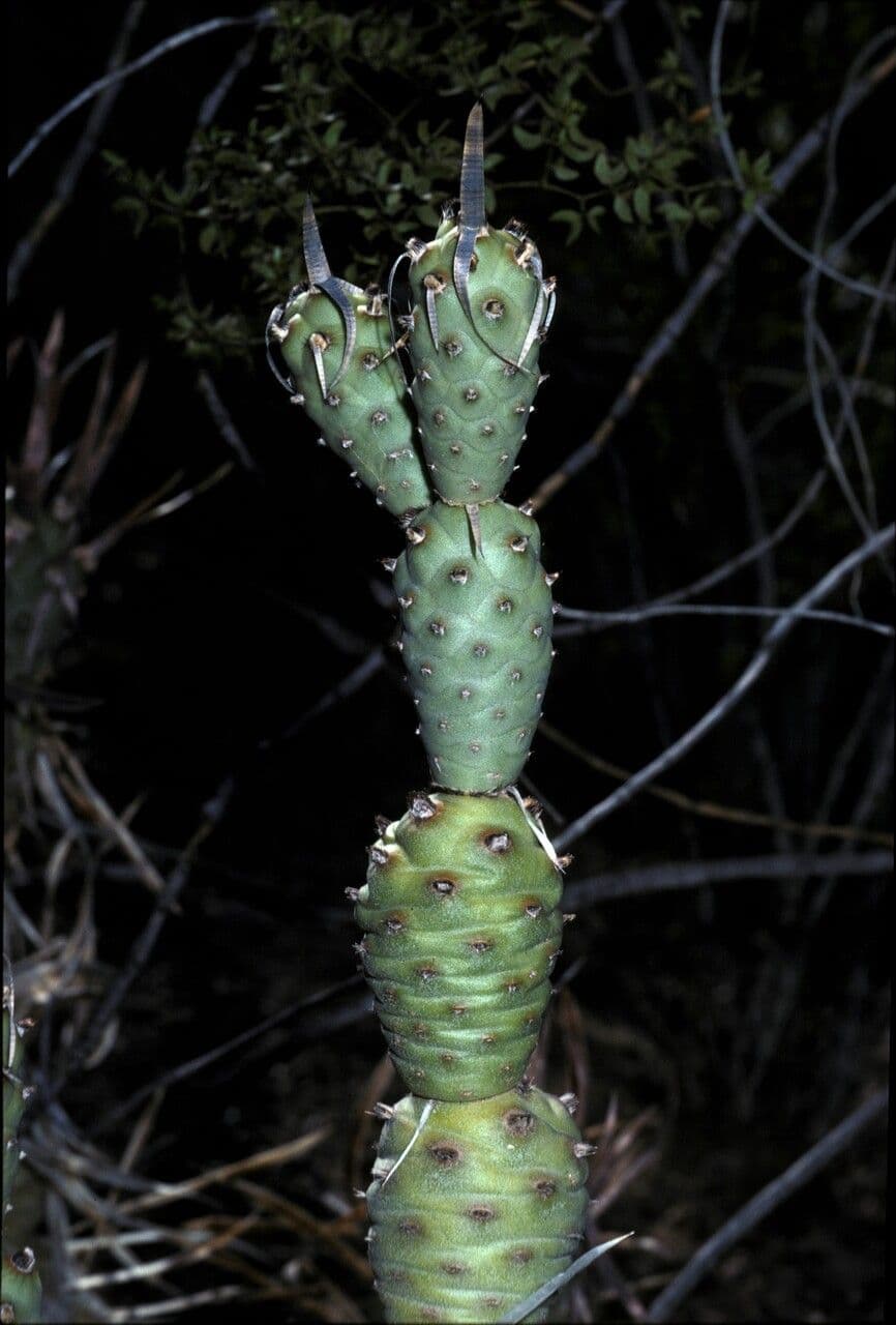 Maihueniopsis 10