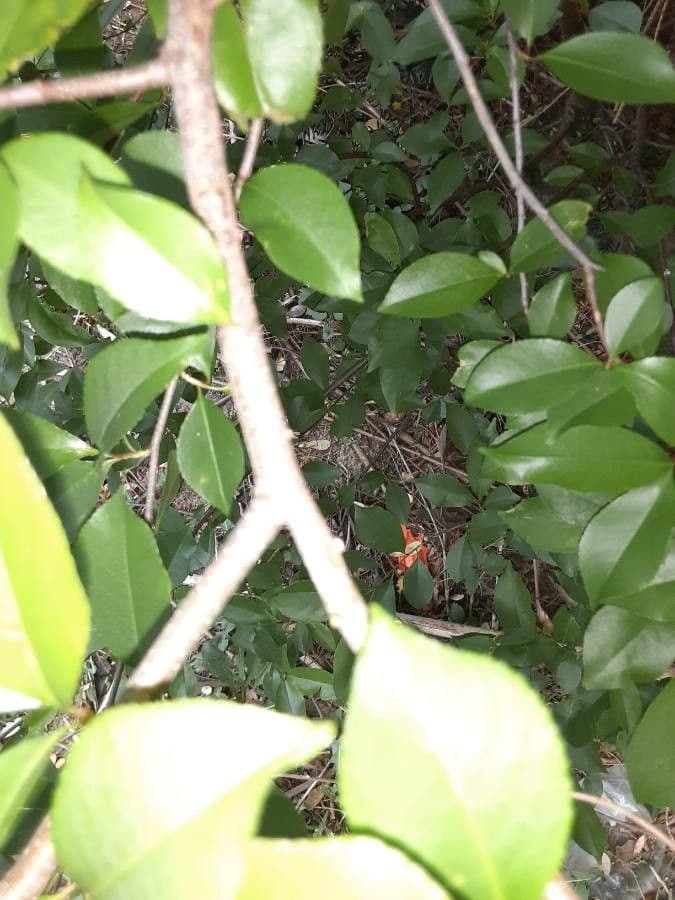 Camelia sasanqua 23